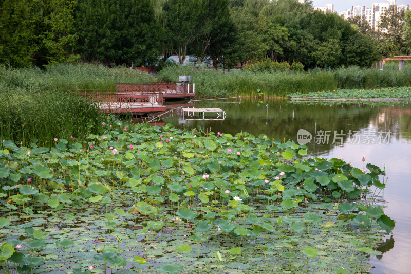 北京红领巾公园