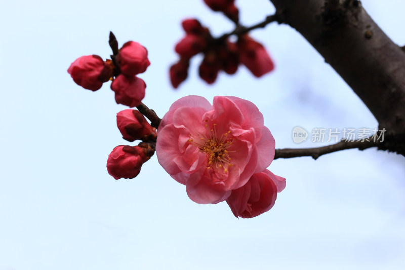 立春时节含苞怒放的红梅