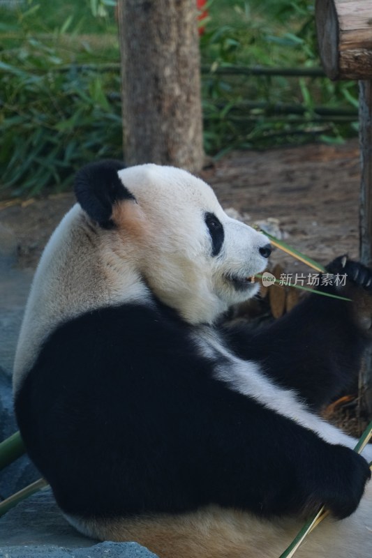 大连动物园 大熊猫飞云