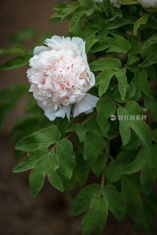 春季公园牡丹花开特写