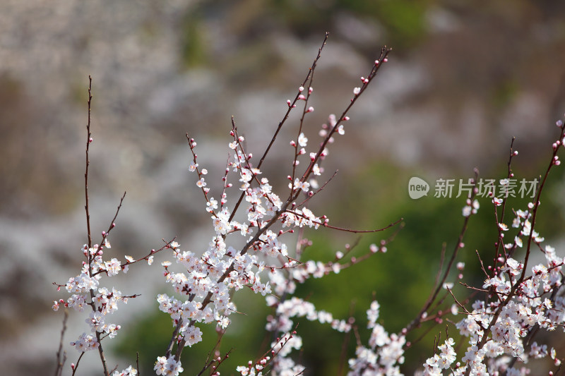 盛开的山桃花特写