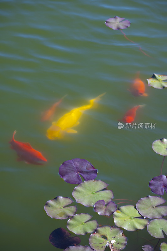 夏天池塘盛开的粉色睡莲和游动的锦鲤风景