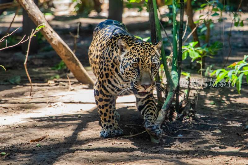 野生动物豹子猎豹猎食动物