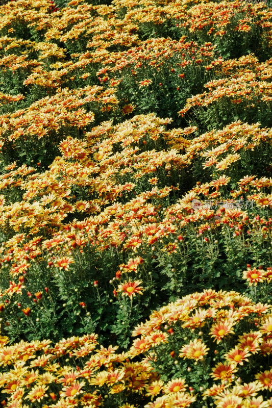 北京国家植物园菊花展