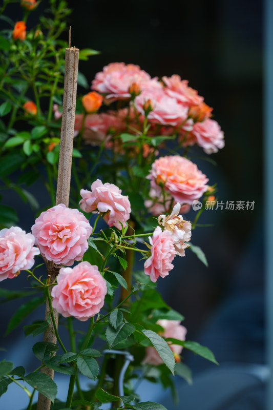 雨天清新植物特写