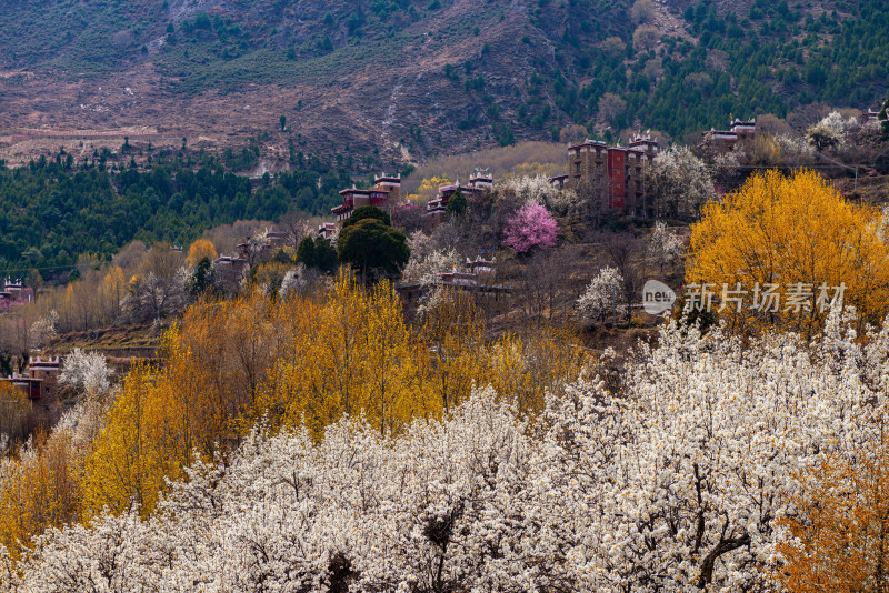 山间盛开的梨花