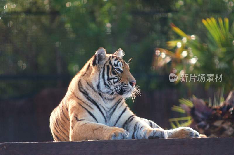 野生动物老虎食肉动物狩猎者