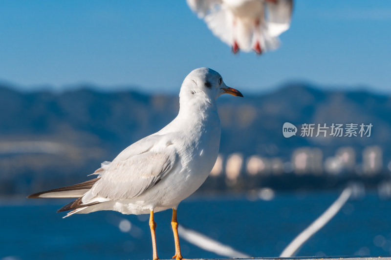 云南昆明滇池的红嘴海鸥