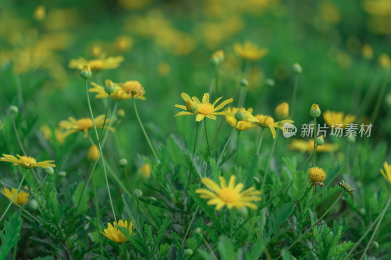 黄花植物黄金菊