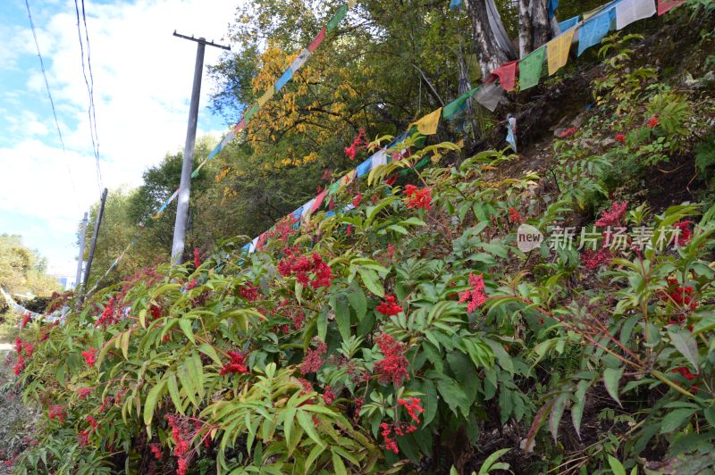 西藏巴松措景区风景