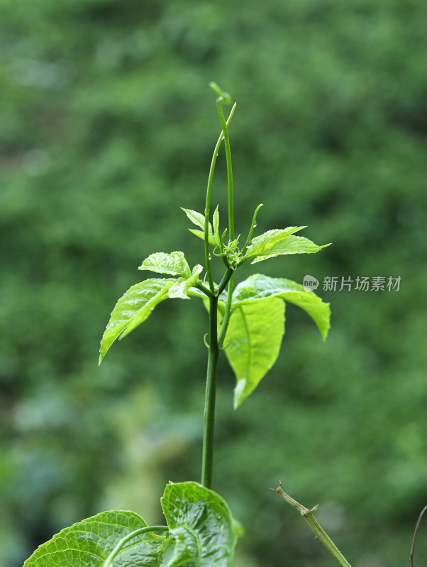 春天绿色的植物叶子树叶和水滴雨滴