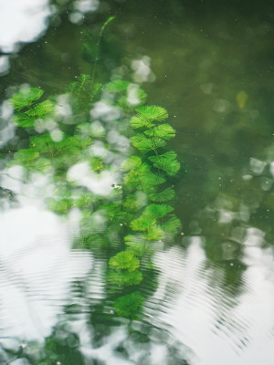 沧浪亭水面上的涟漪水下绿色的金鱼藻