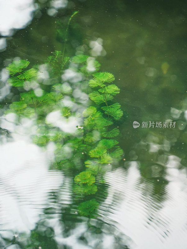 沧浪亭水面上的涟漪水下绿色的金鱼藻