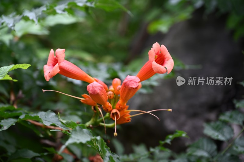 特写绽放的橙红色喇叭状花朵