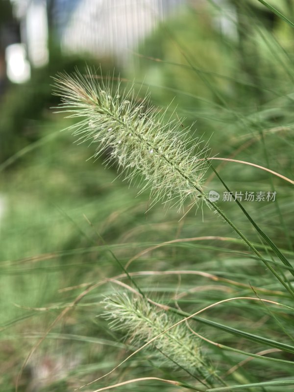 狗尾草特写镜头展现自然生机