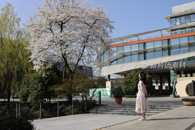 杭州阿里巴巴站在樱花树下的女人的后视图