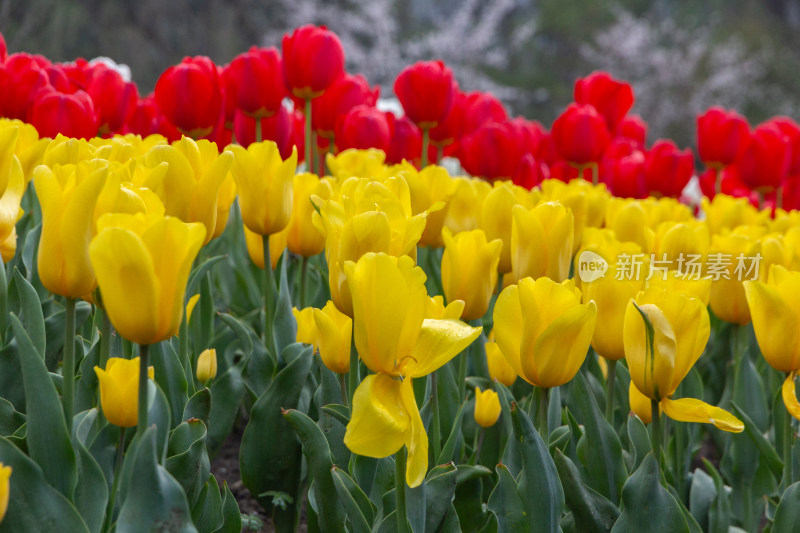 杭州太子湾公园多彩郁金香