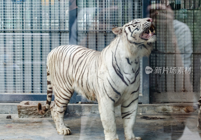 动物园里一只凶猛的白虎仰头低吼