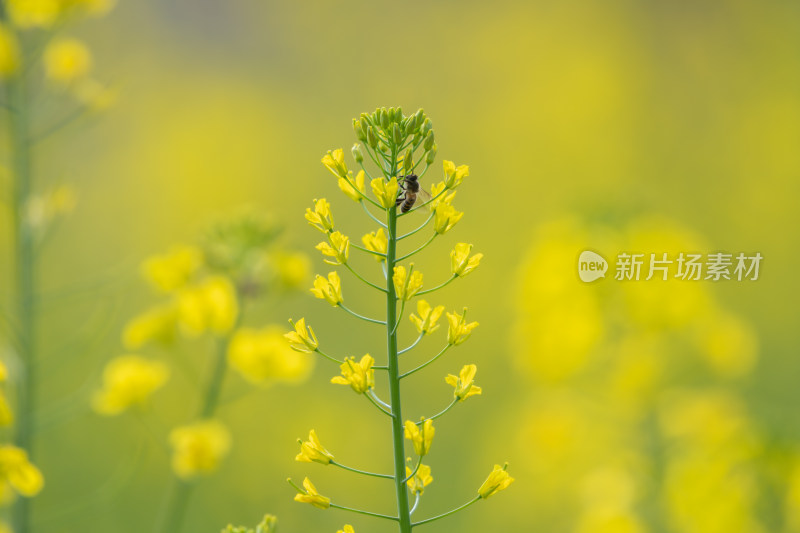 春天油菜花和蜜蜂