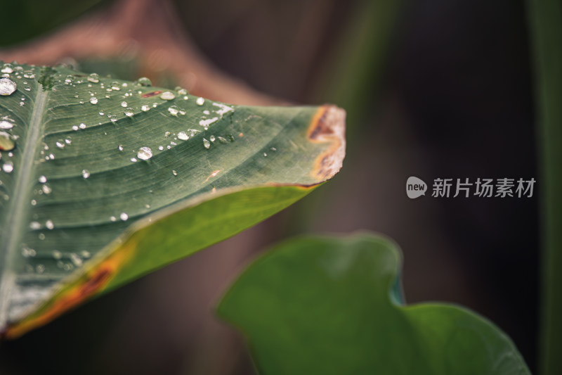 雨后绿叶上的水珠