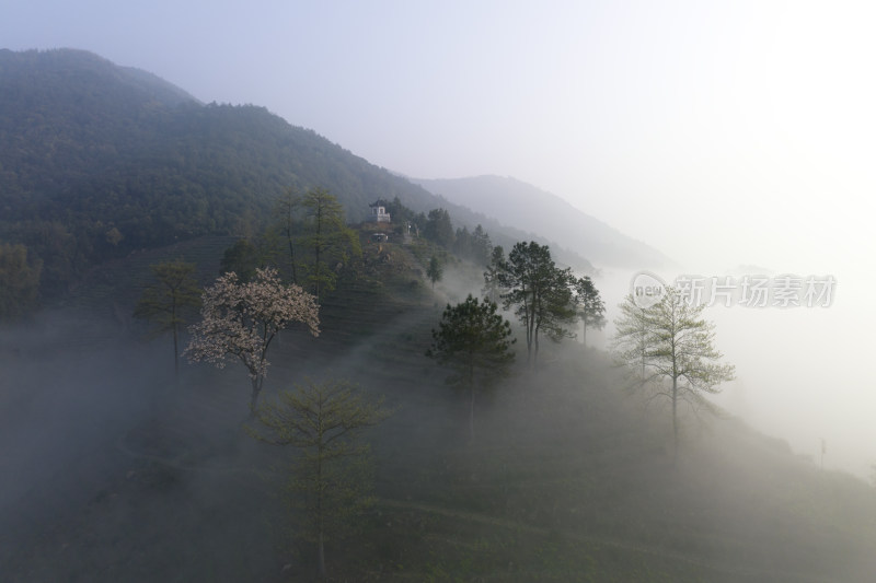 杭州大径山茶园风光