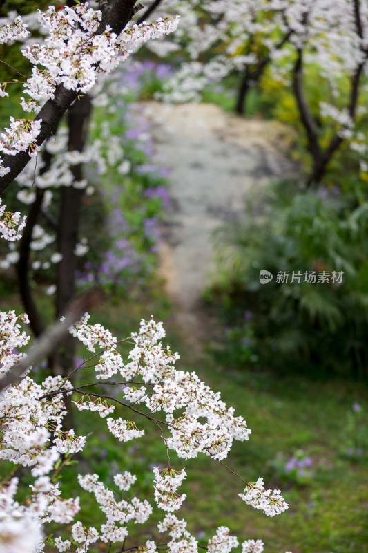 迷人梦幻樱花