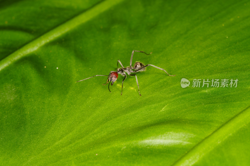 绿色叶片上的红头弓背蚁近景特写