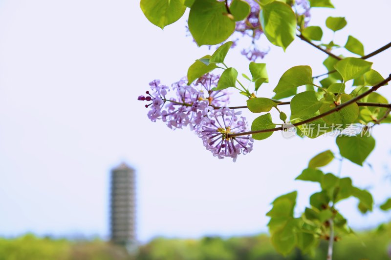 北京大学 春天校园景色 博雅塔 植物 丁香花