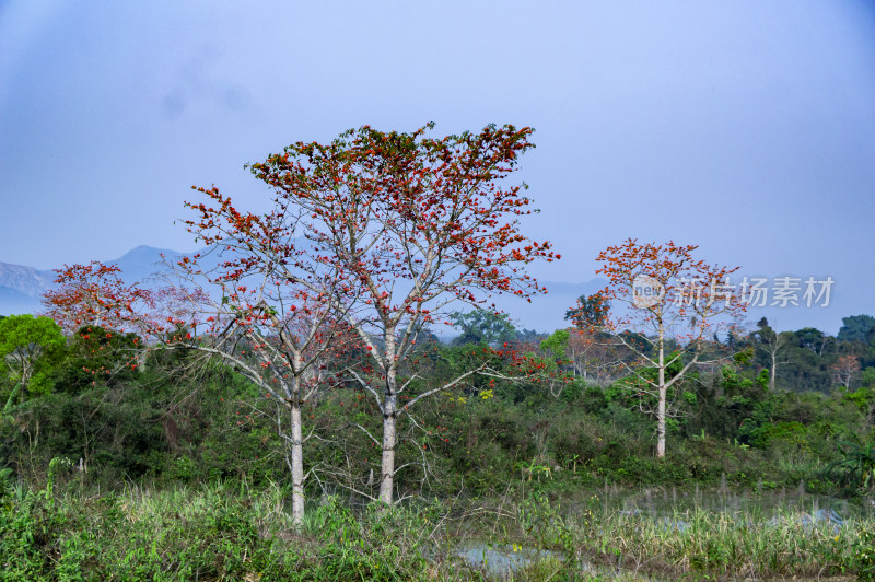 昌江木棉花稻田风景