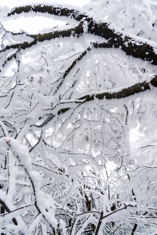 冬季大雪树木雾凇雪挂