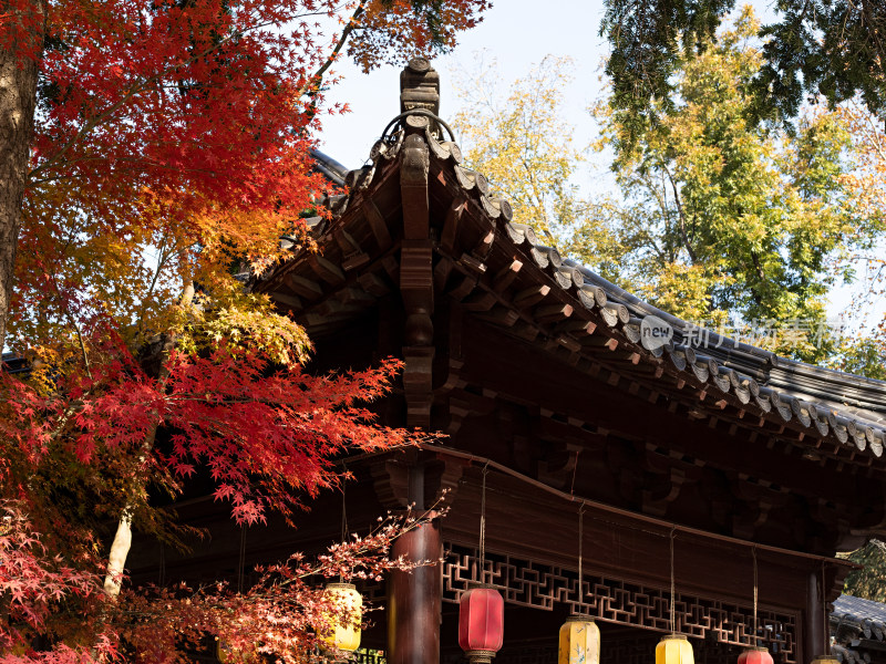 江南中式古建筑和秋天多彩的枫叶自然风景