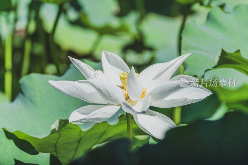 夏季池塘里盛开的荷花