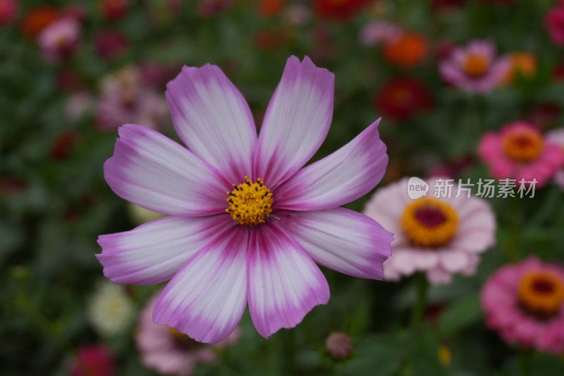 百日菊花海及特写