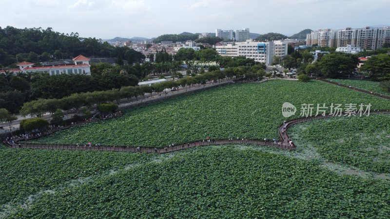 航拍广东省东莞市桥头镇莲湖风景区