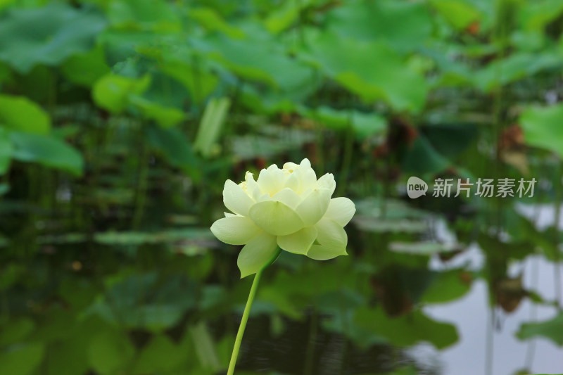 夏日雨后白色荷花