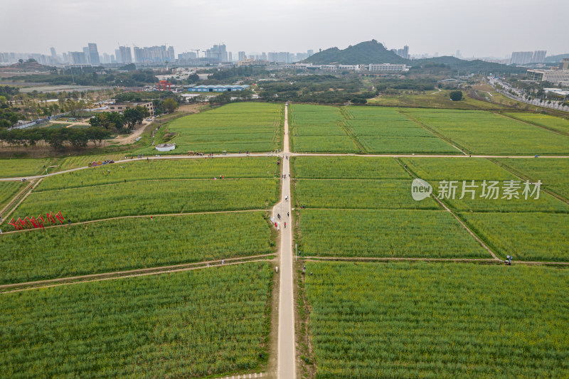 深圳光明欢乐田园油菜花田