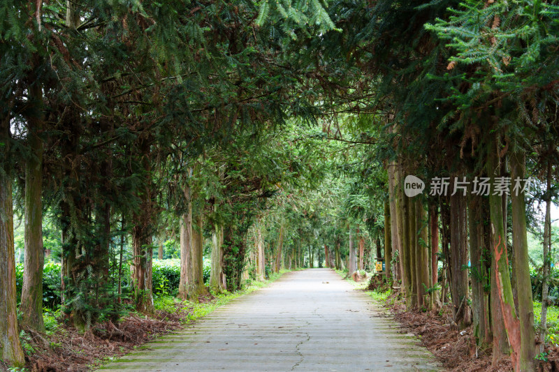 绿树成荫的道路