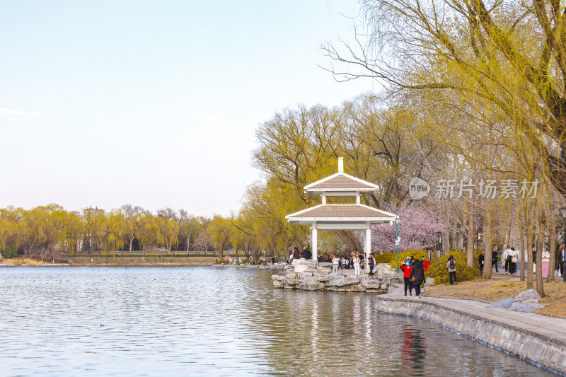 北京玉渊潭公园春天的景色