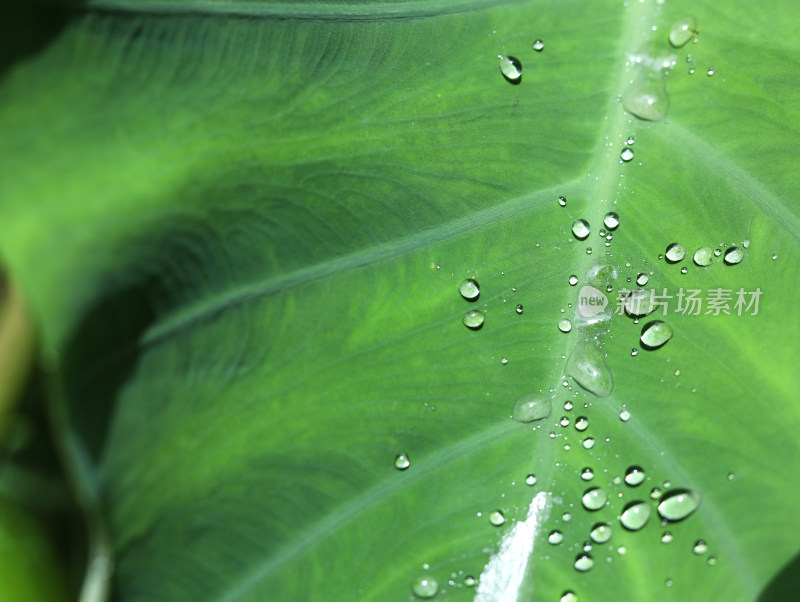 春天绿色的树叶叶子和上面的雨滴水滴露水