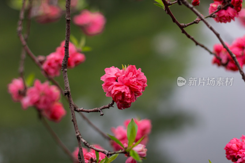 花港观鱼里娇艳盛开的红桃花枝近景特写