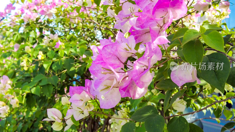 蓝天下芦苇鲜花三角梅摄影图