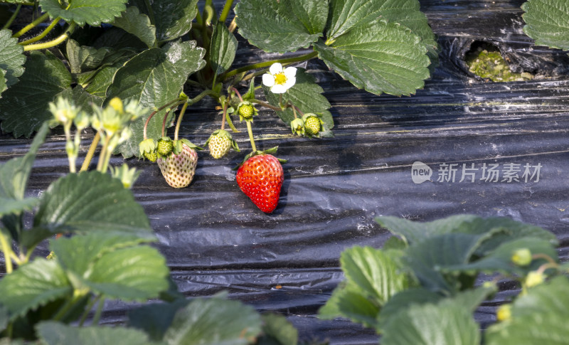 生态草莓
