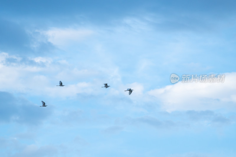 天空下飞翔的白鹭鸟群