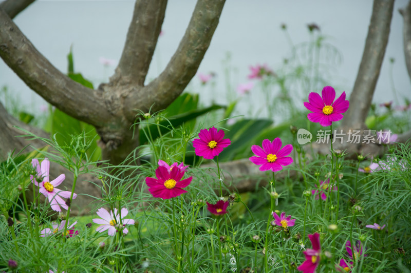 花丛中的粉色波斯菊