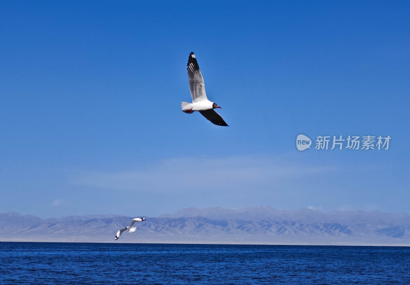 青海湖的海鸥