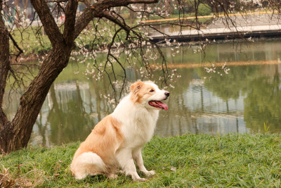 坐在湖边梅花树下的金色边境牧羊犬