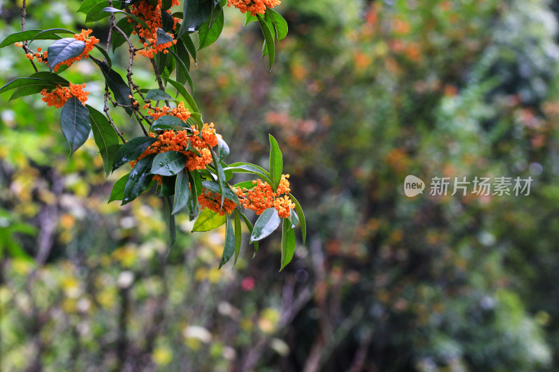 丹桂花枝背景实拍素材