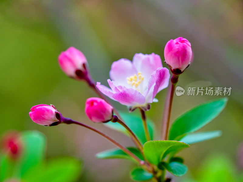 春天里的海棠花