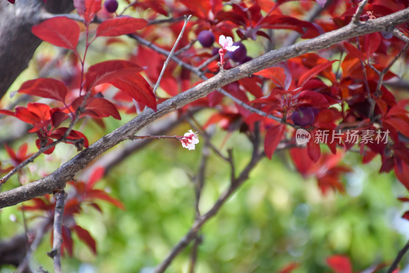 枝头红叶绿花与果实