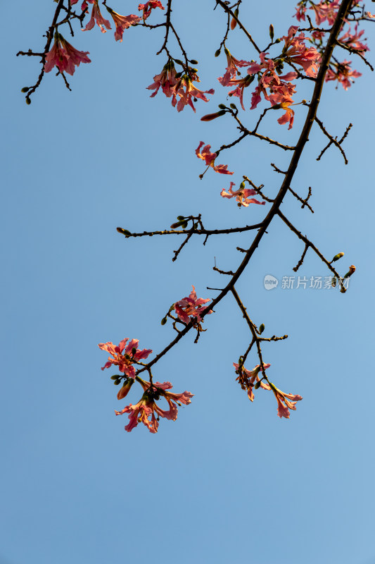 异木棉花